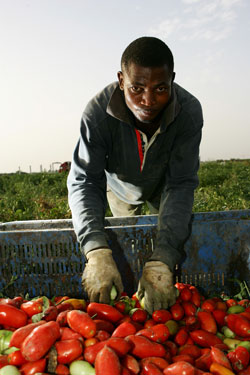 raccoglitore di pomodori