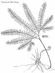 adiantum2.jpg