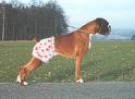 boxer.jpg